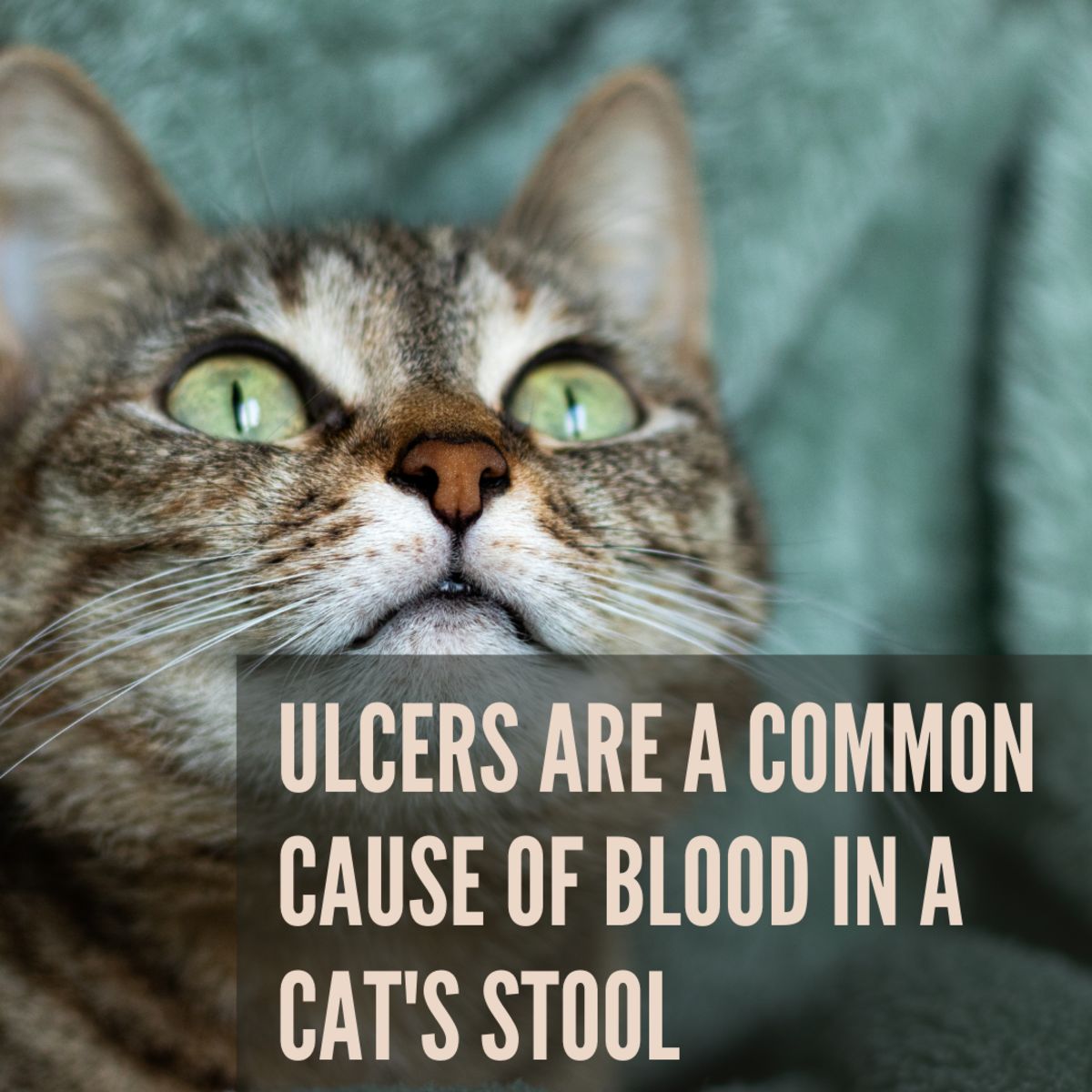 If you see blood in your cat's stool, don't freak out! It's most likely caused by an ulcer or a small bone. Both are easily treated.