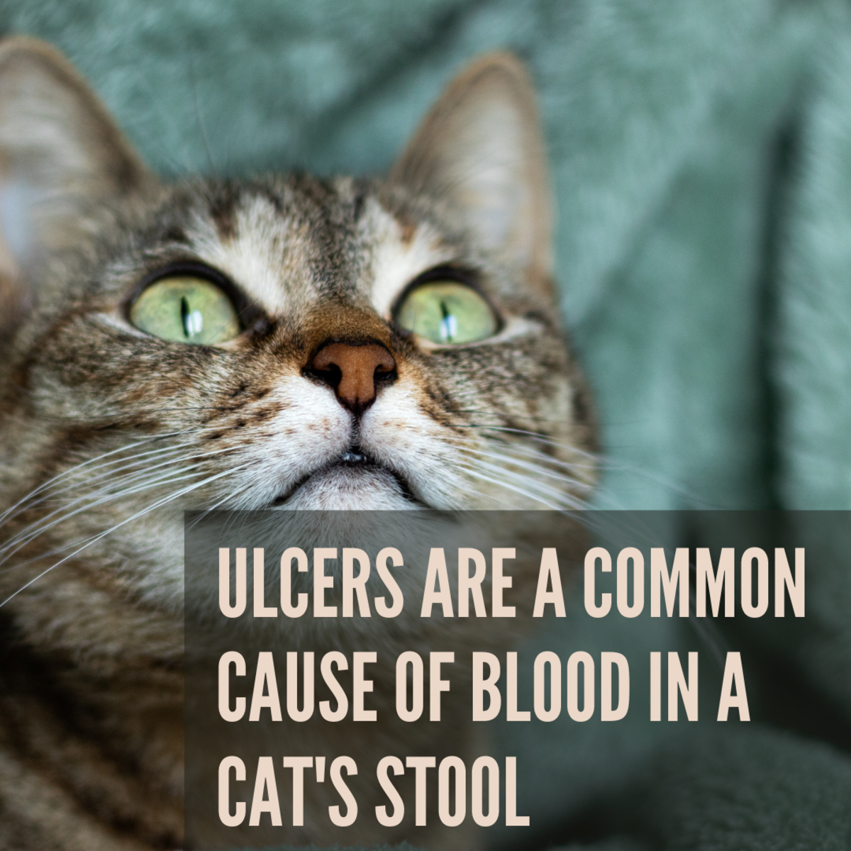 What Causes Blood In A Cat s Stool PetHelpful