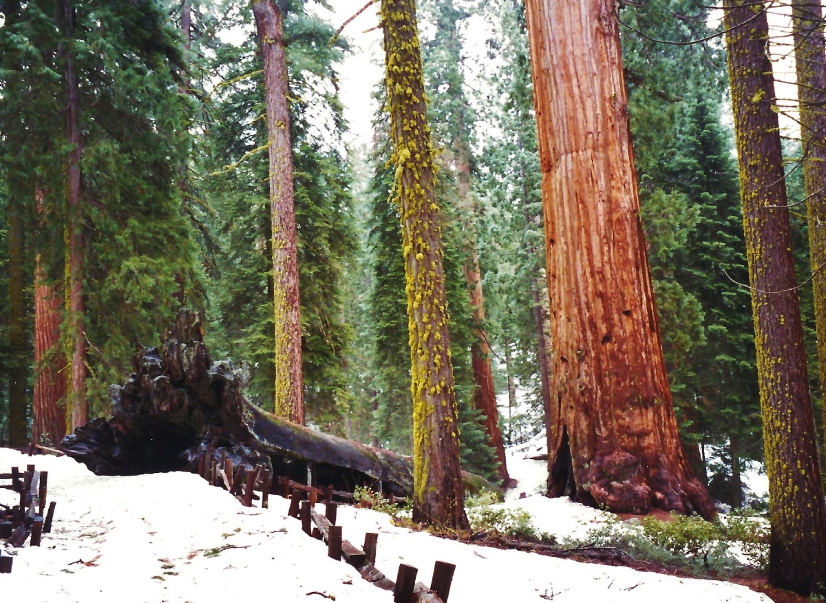 Sequoia and Kings Canyon National Parks: View the Largest Living Trees!