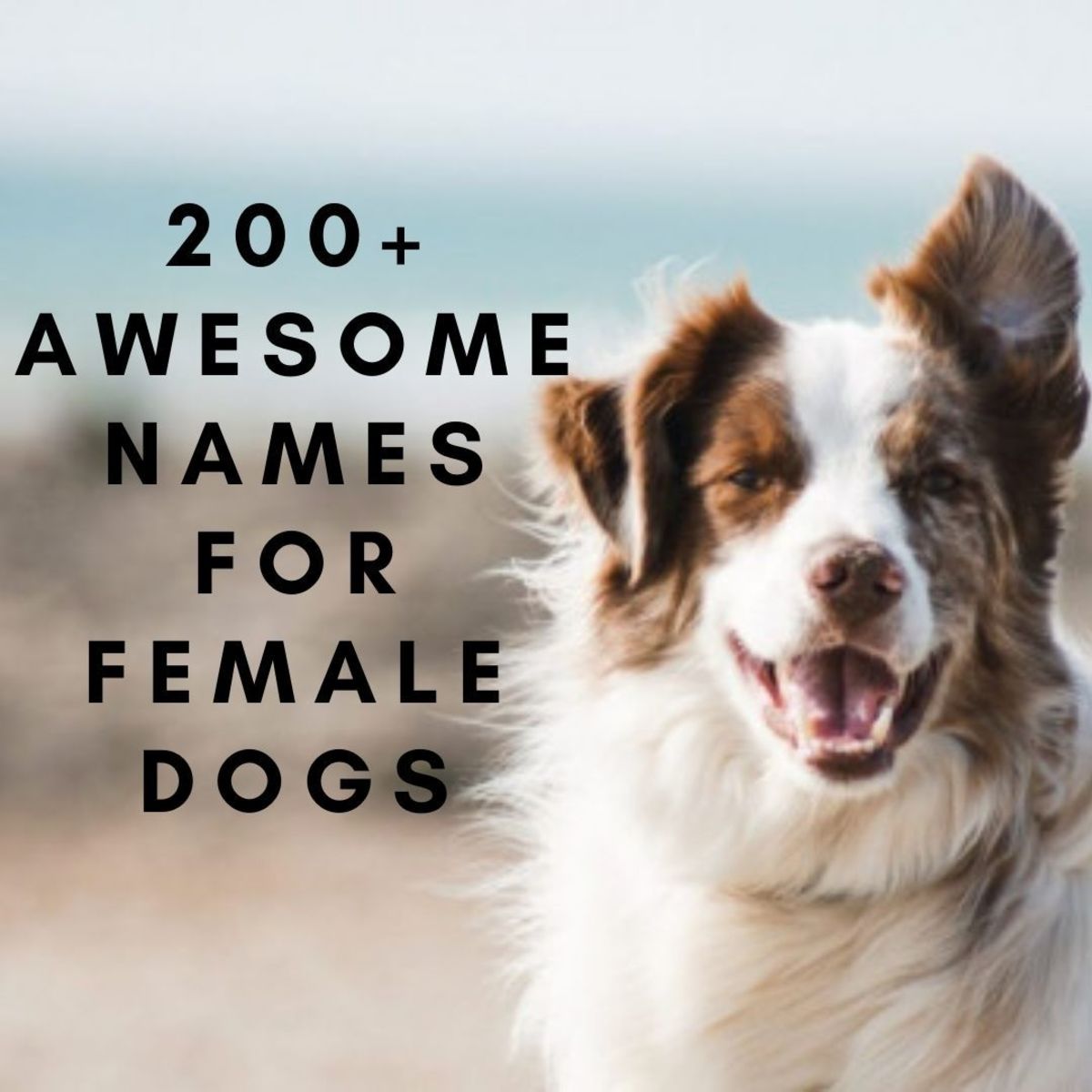200+ Best Girl Dog Names