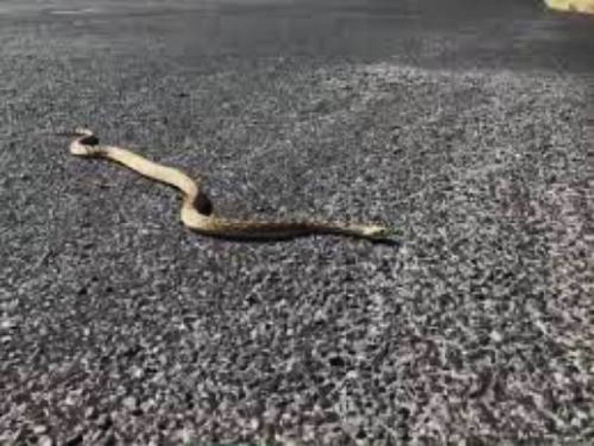 Why did the gopher snake cross the road! Gopher snakes are constrictor snakes and are non venomous. They help keep Sedona's rodents under control. 