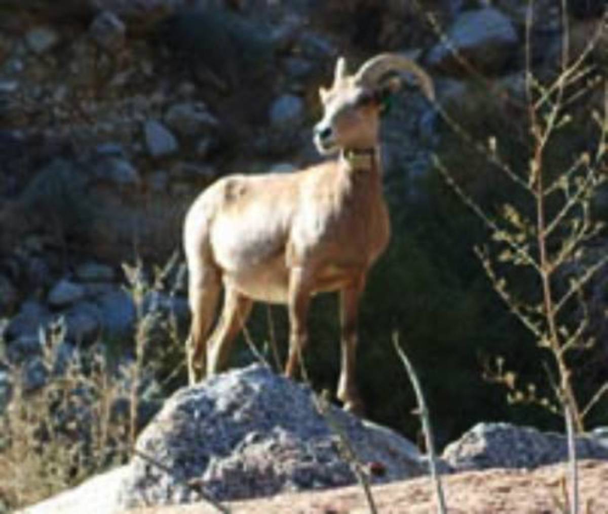 Sedona Animals are Best of Arizona HubPages