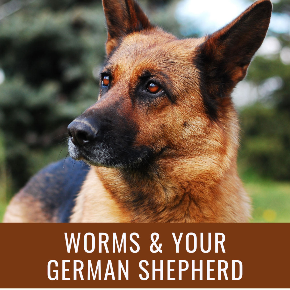 Preventing and Remedying Worms in German Shepherds