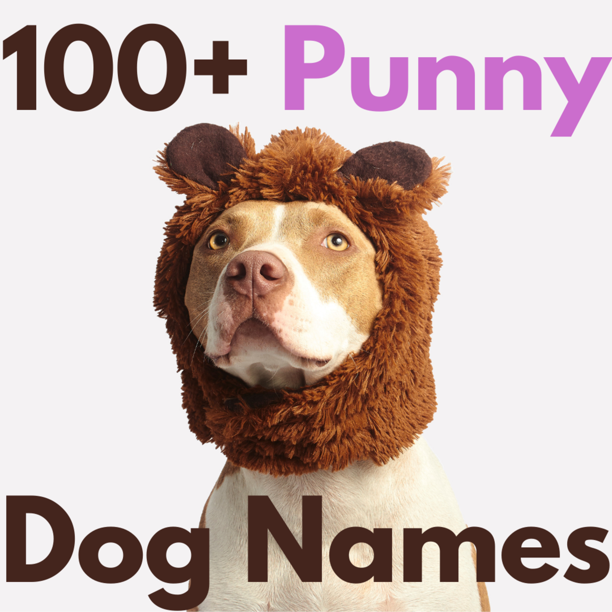 Top 119 Funny Names For Dog Owners Yadbinyamin