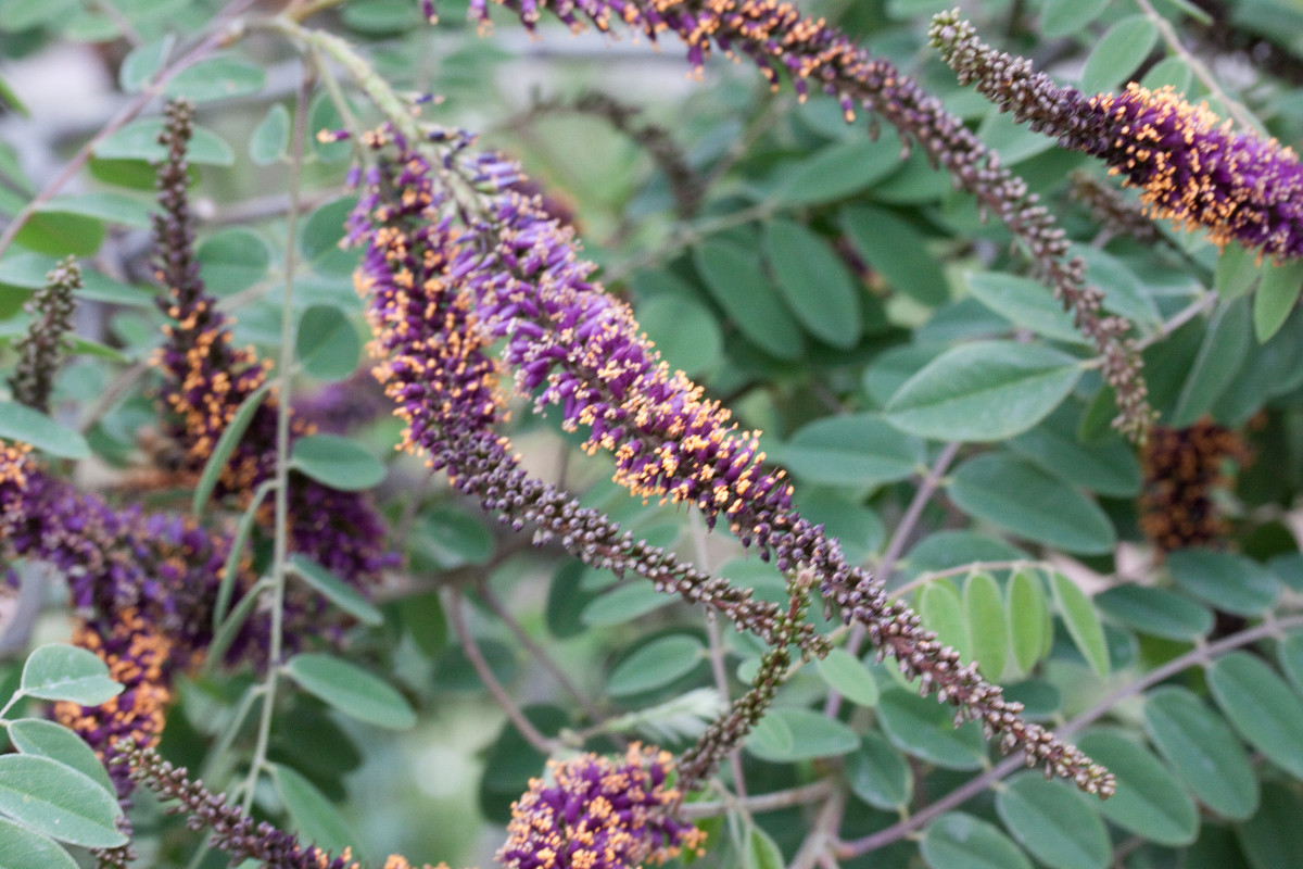 Lead plant is an endangered native woody plant or shrub