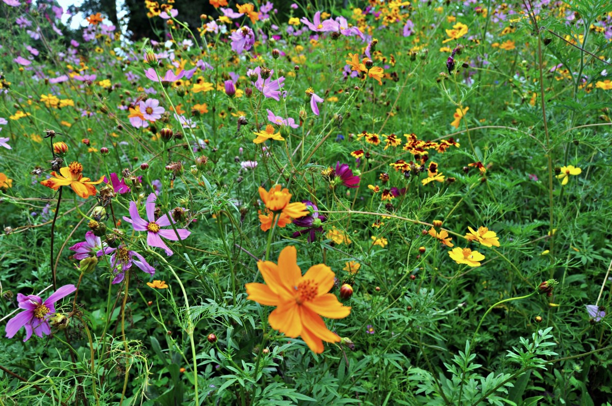 Native wildflowers, including endangered species.