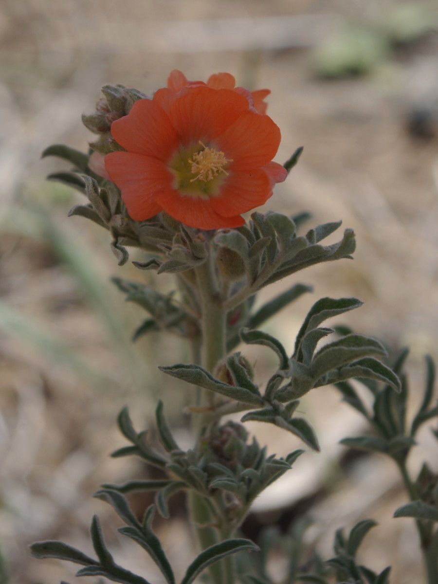 Scarlet globemallow has a similar appearance to poppies.