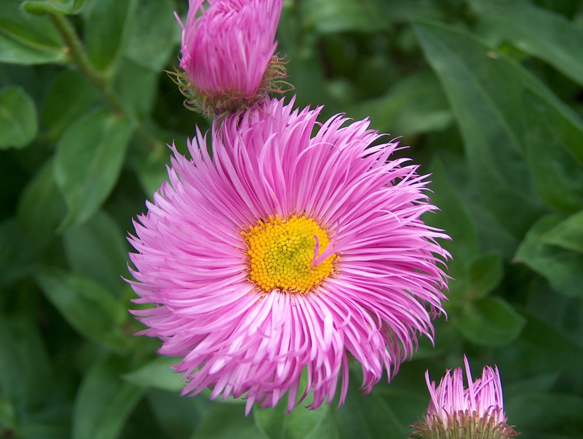 Showy fleabane is one of many other alternatives that are better than traditional garden choices. 