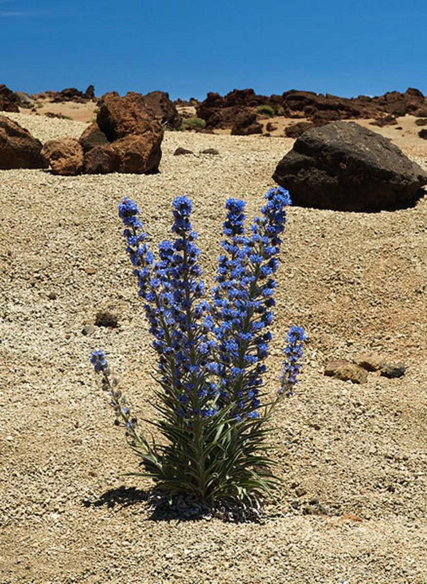 Echium auberianum - a very rare endemic plant only found on Mt Teide
