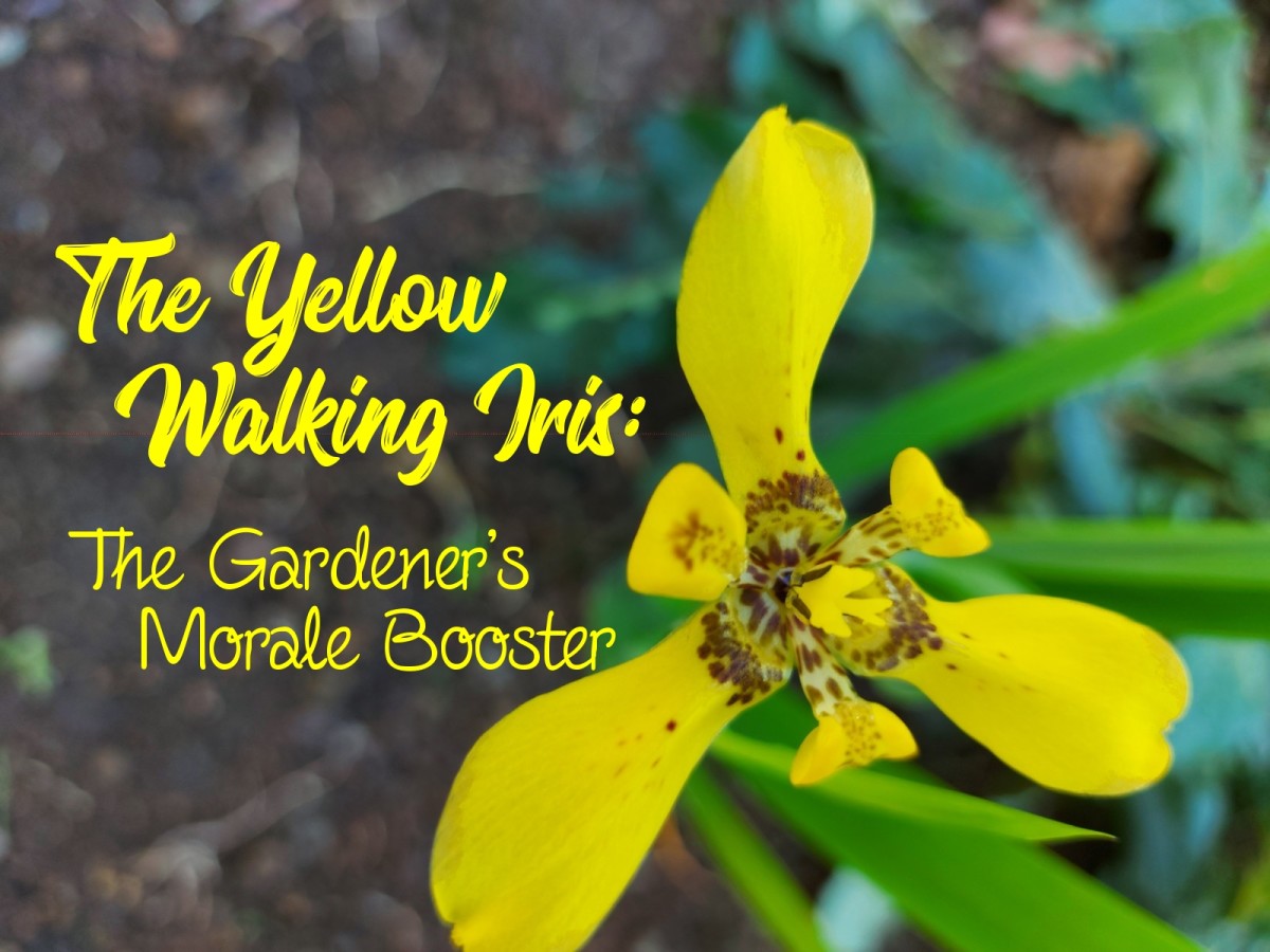 Yellow Walking Iris: The Gardener’s Morale Booster