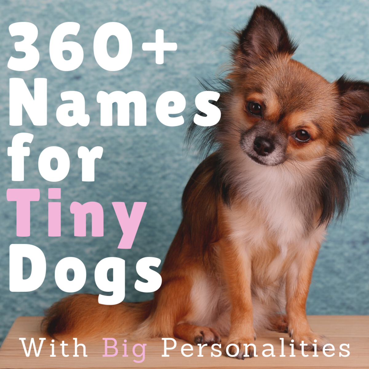 360 Cute Small Dog Names For Girl And Boy Dogs With Meanings 