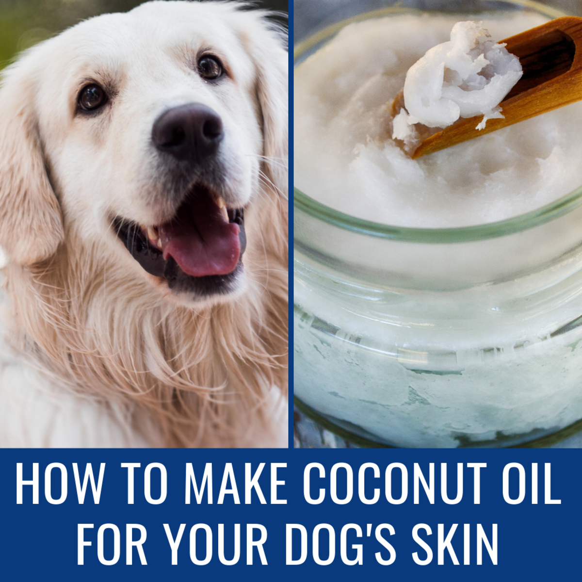 Homemade coconut oil is best for your dog.