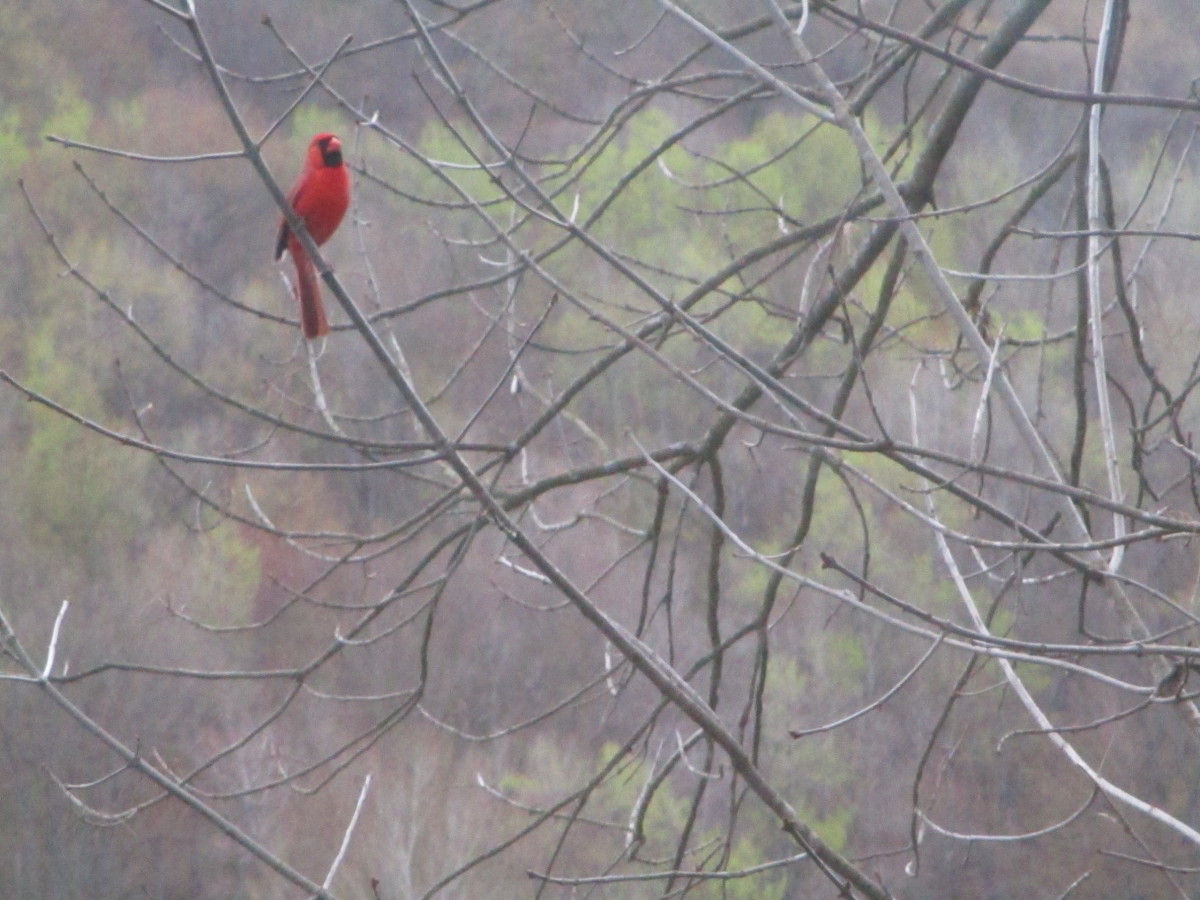 Peaceful Cardinal Calls
