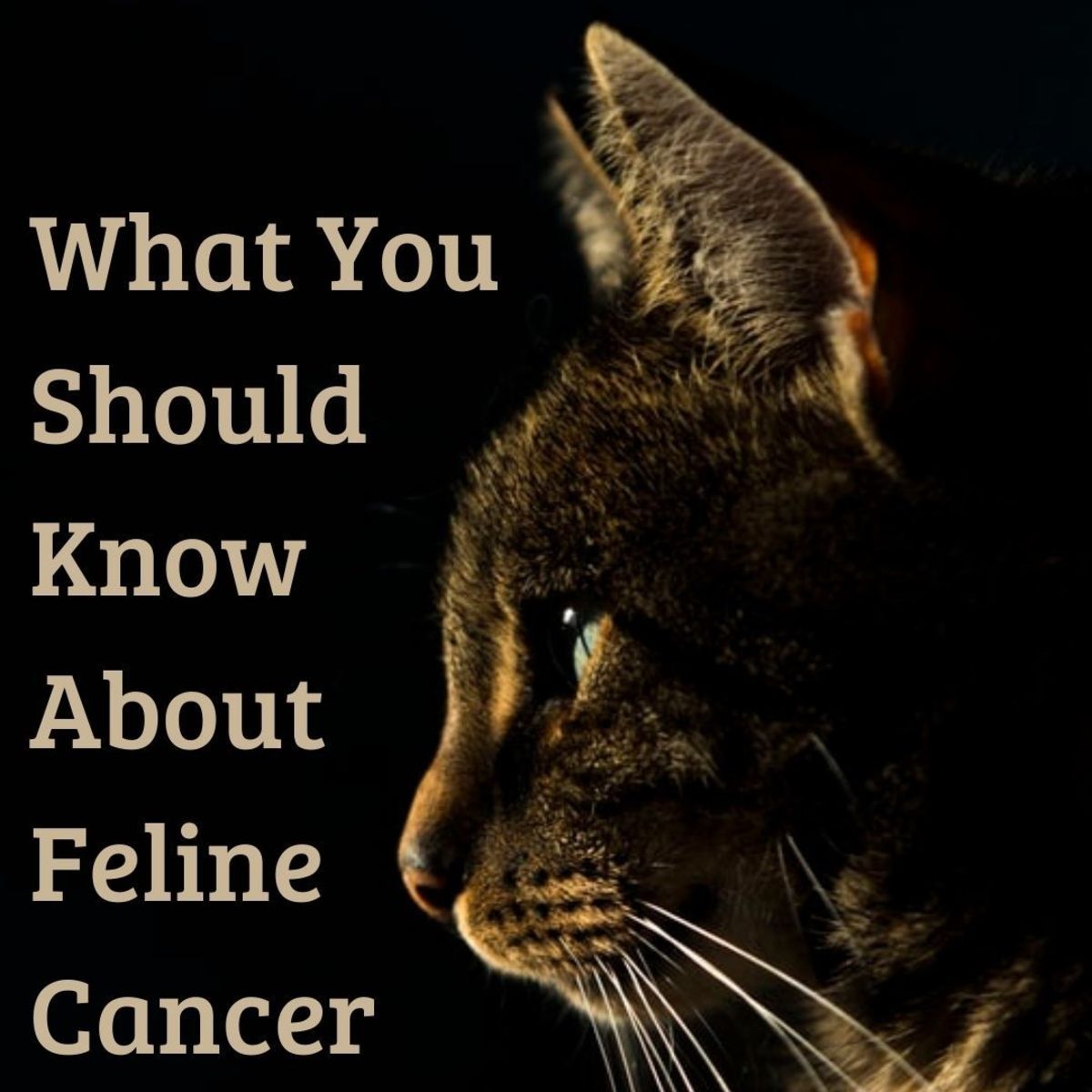 Cancer in Cats What You Should Know About Feline Cancer PetHelpful