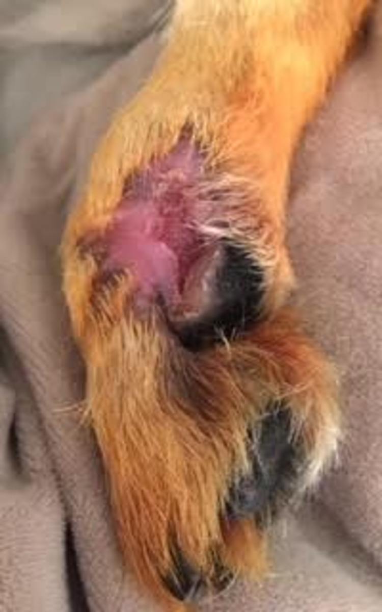 The light pink is the scabbed healed part of paw. The dark pink is the area that still needs to scab and heal. it took another 2 weeks of soaking her foot at home..(8 weeks total).