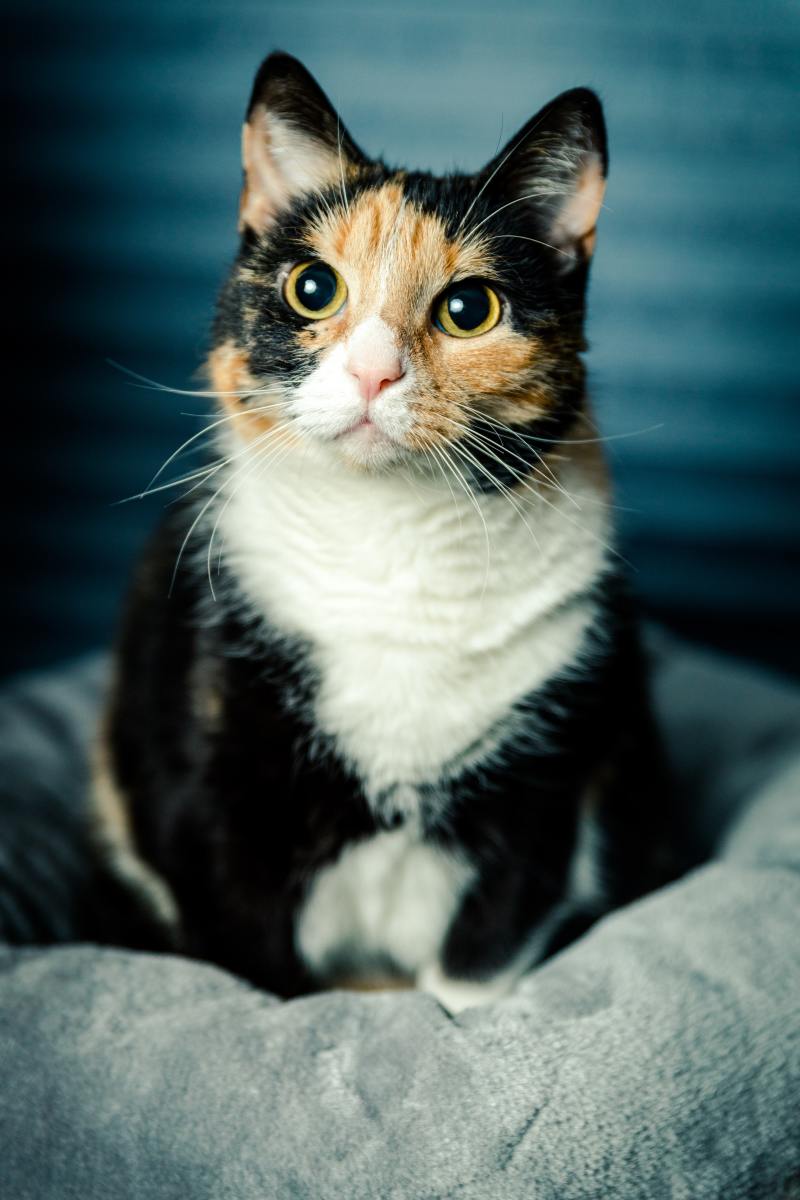 Calico cats often have orange eyes.