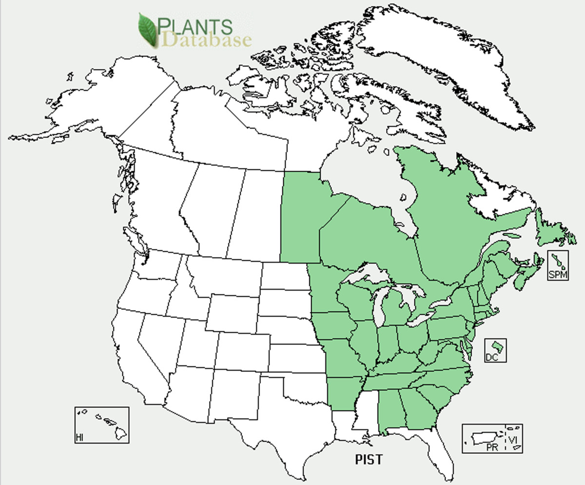 EASTERN WHITE PINE TREE USDA PLANT DATABASE MAP