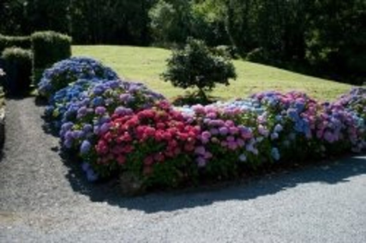 Free Pictures of Hydrangeas