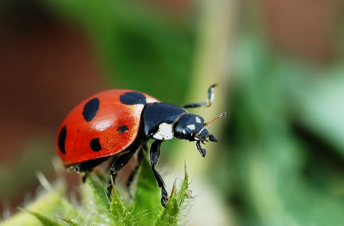 The State Insect of New Hampshire: 7-Spotted Ladybug