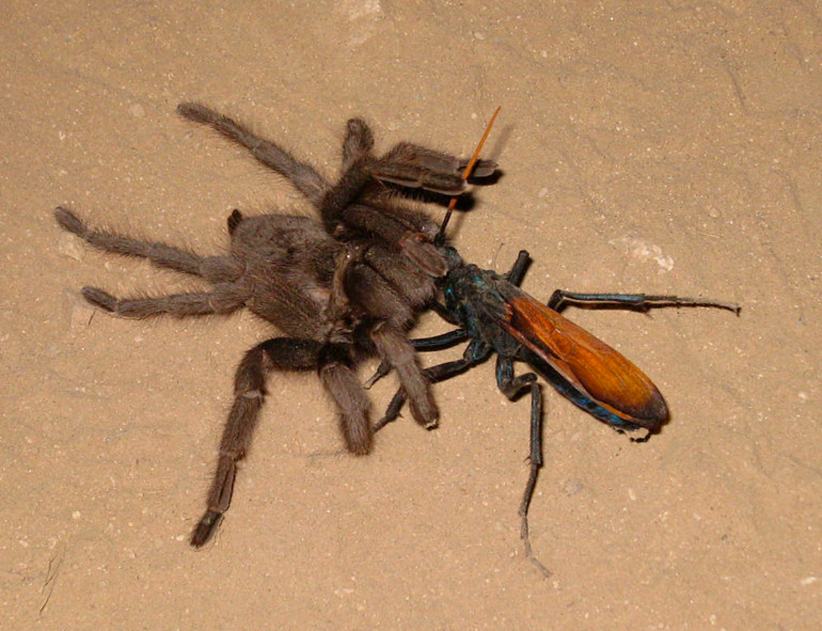 The State Insect of New Mexico: the Tarantula Hawk Wasp