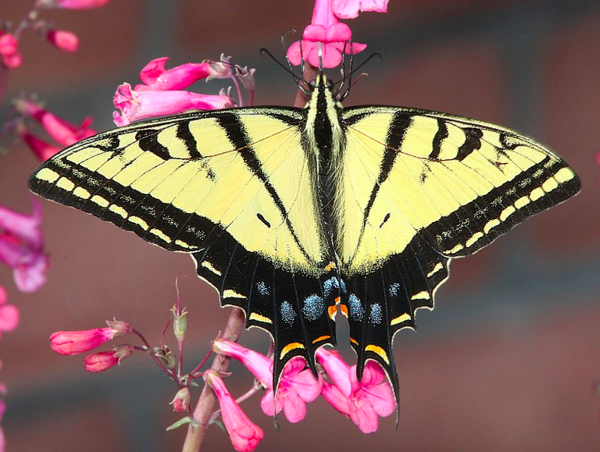 The State Insect of Arizona: the Two-Tailed Swallowtail