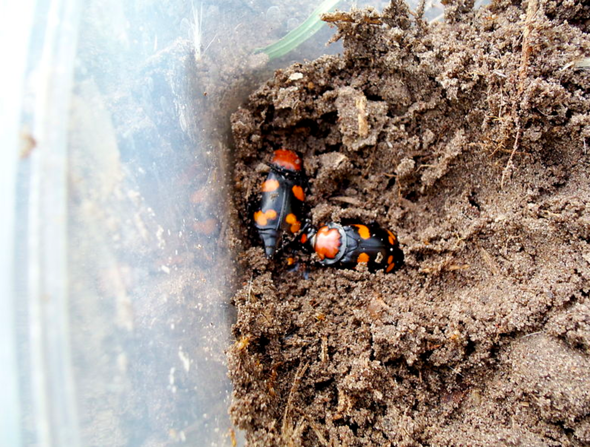 Burying beetles around carrion