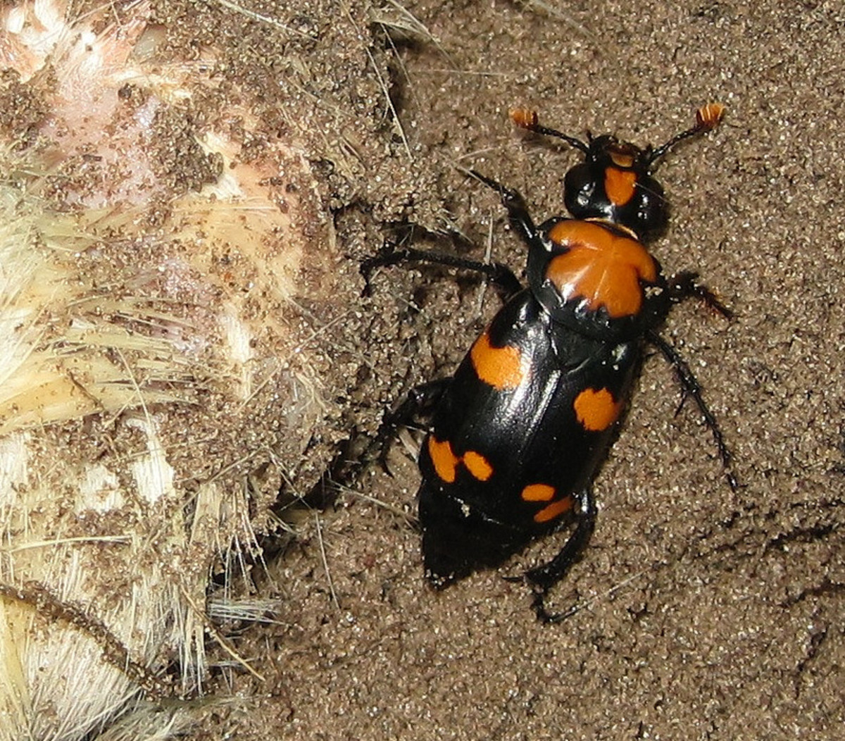 American Burying Beetle drawn to a dead mammal