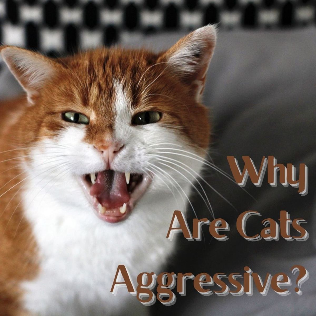 Cause Behind an Aggressive Cat - NaturVet®