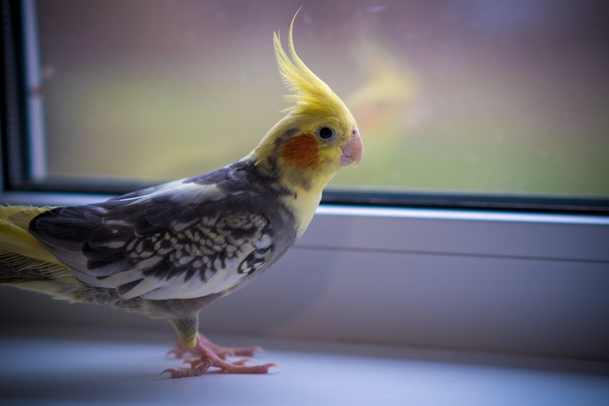 With its crest upright but curved, this cockatiel may be feeling a little cautious.