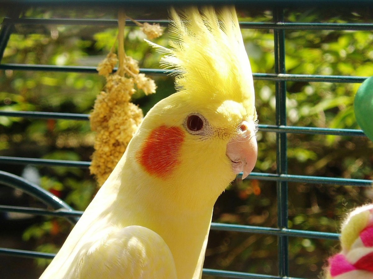 The Meaning of a Cockatiel's Crest Position (Head Feathers) PetHelpful