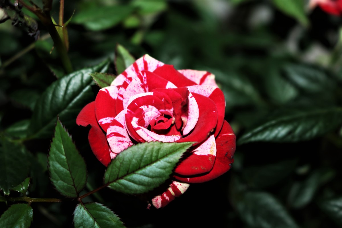 How to Prune My Indoor Rose Plant 