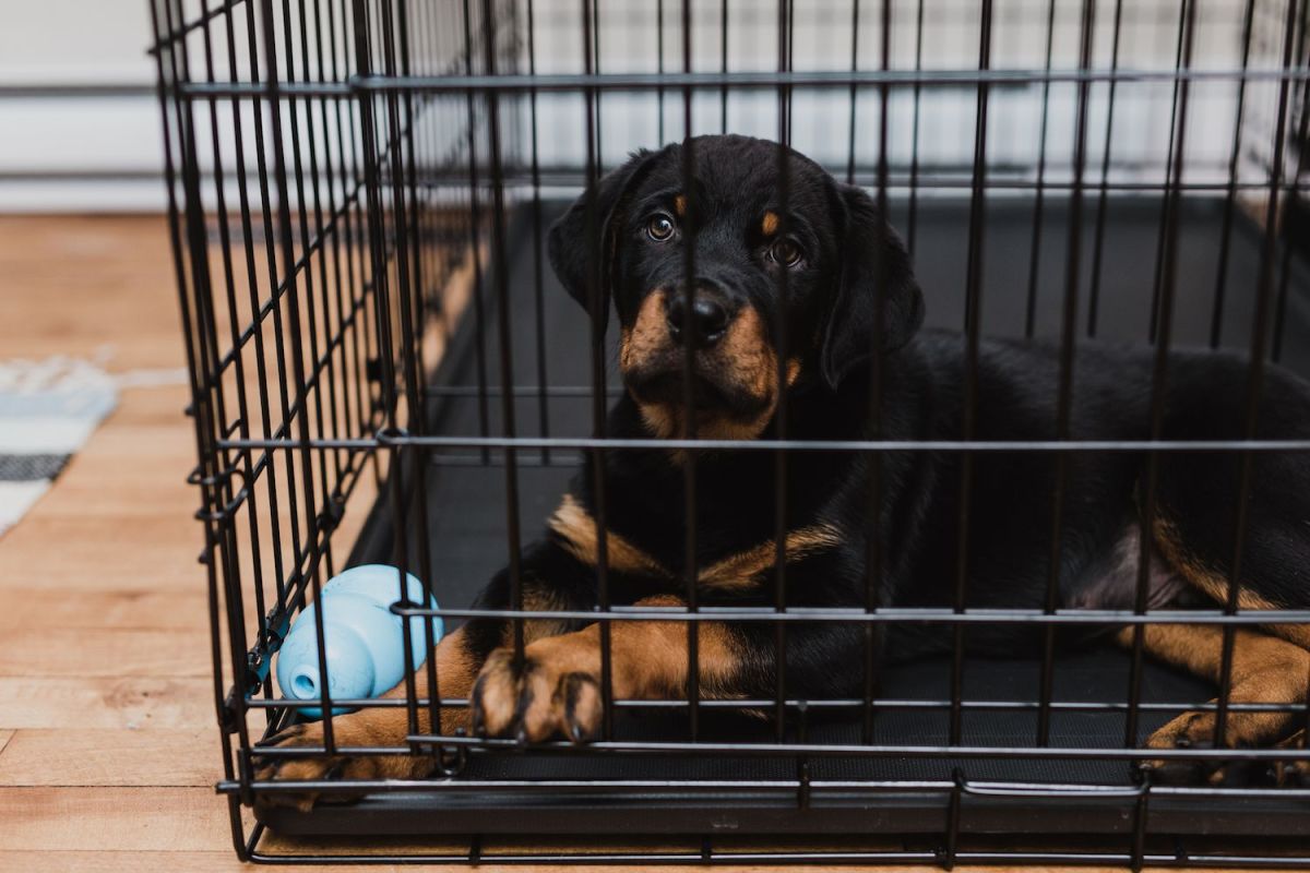 Modern Crate Training: Use a Doggy Playpen