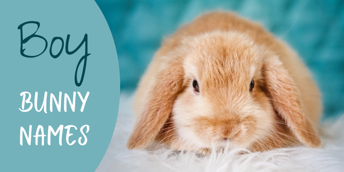 350+ Bunny Names for Your Floppy-Eared Friend (From Acorn to Zeus) -  PetHelpful