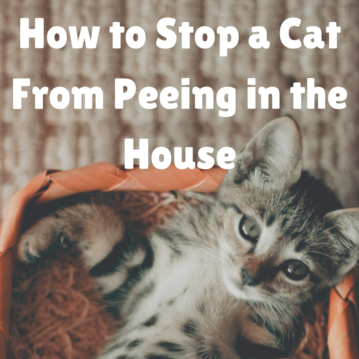 Learn how to stop your cat from peeing in the house! 