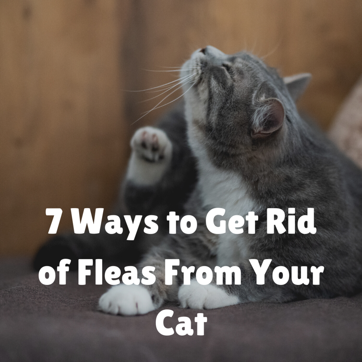 Does your cat have fleas? Here are ways to get rid of and banish those fleas! 