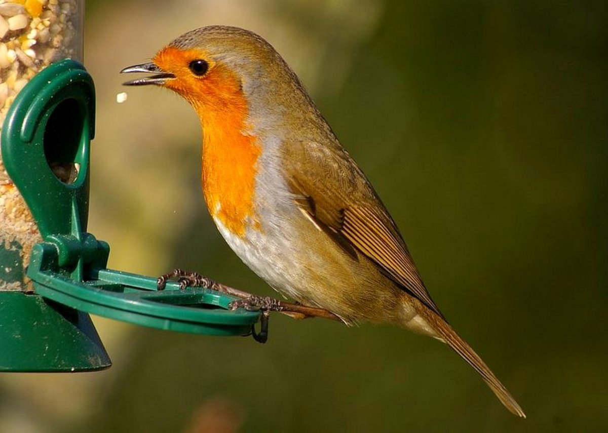 How to correctly feed wild birds during the British winter