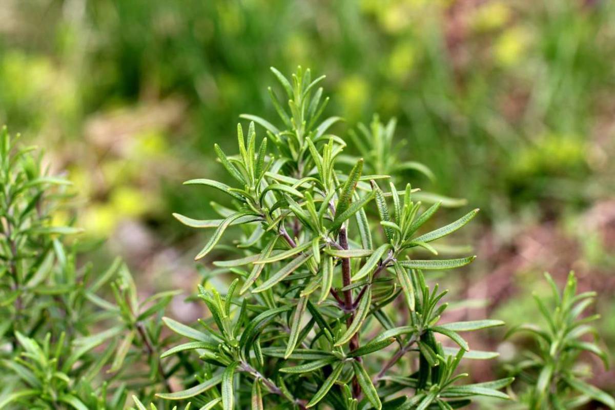 Rosemary is a good choice for smoke cleansing. 
