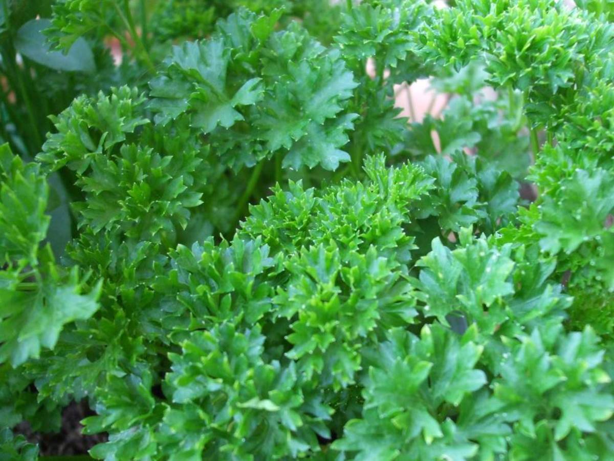 Parsley has long been associated with death and the underworld. 