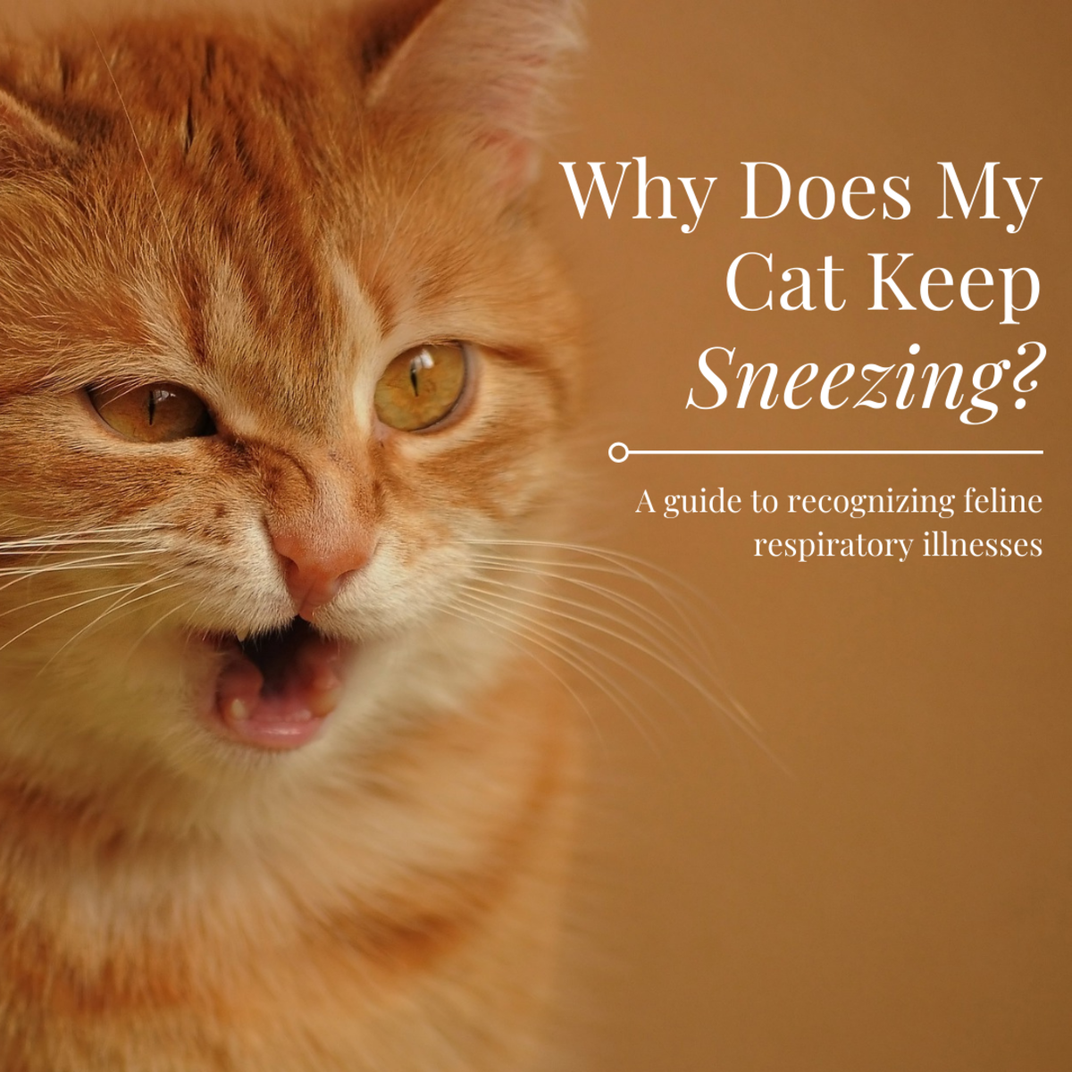 This guide will help you figure out why your cat might be sneezing so much and what you can do about it.
