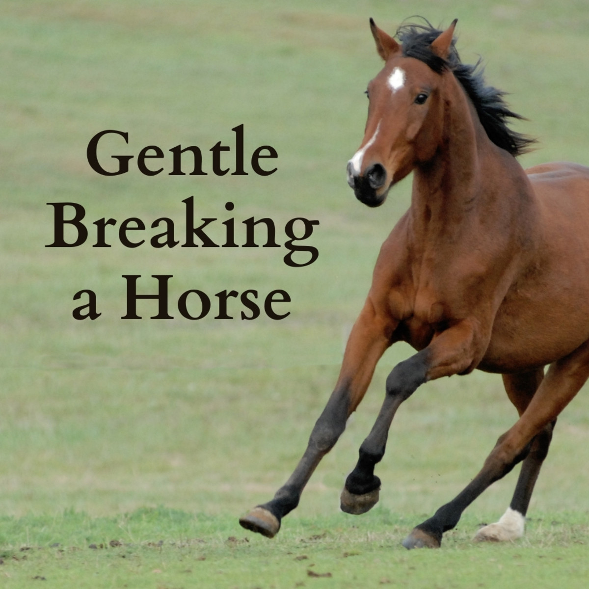 How to Gentle Break a Horse for Riding