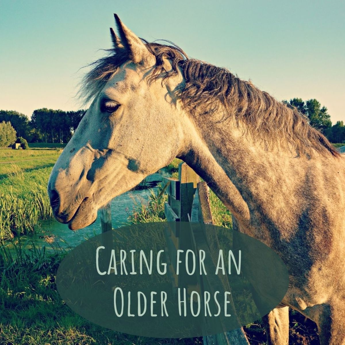 How to Care for Old Horses 5 Senior Horse Care Strategies PetHelpful