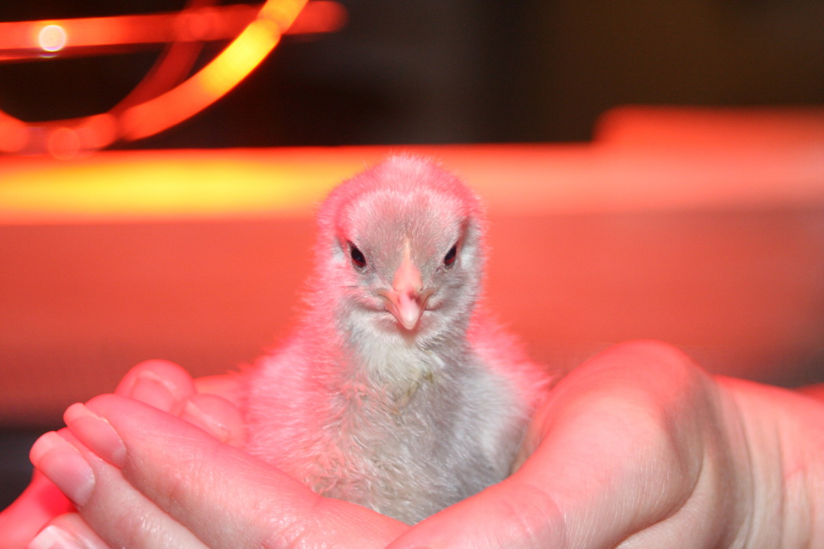 A guide to raising happy chicks