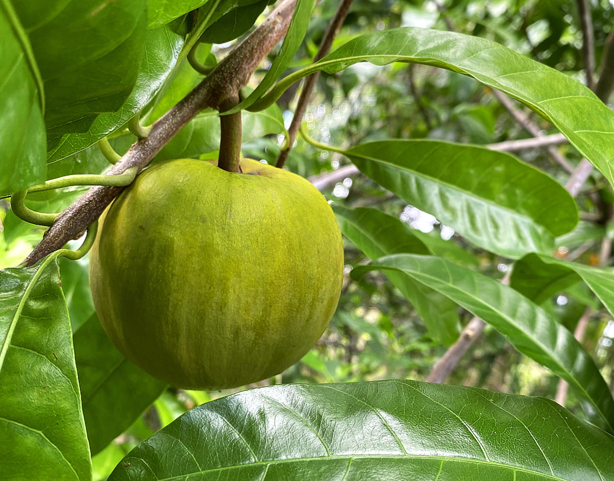 Unripe fruit has green, waxy skin.