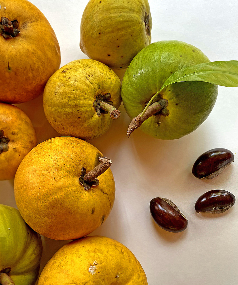 Each eggfruit contains two or three smooth, dark brown seeds.