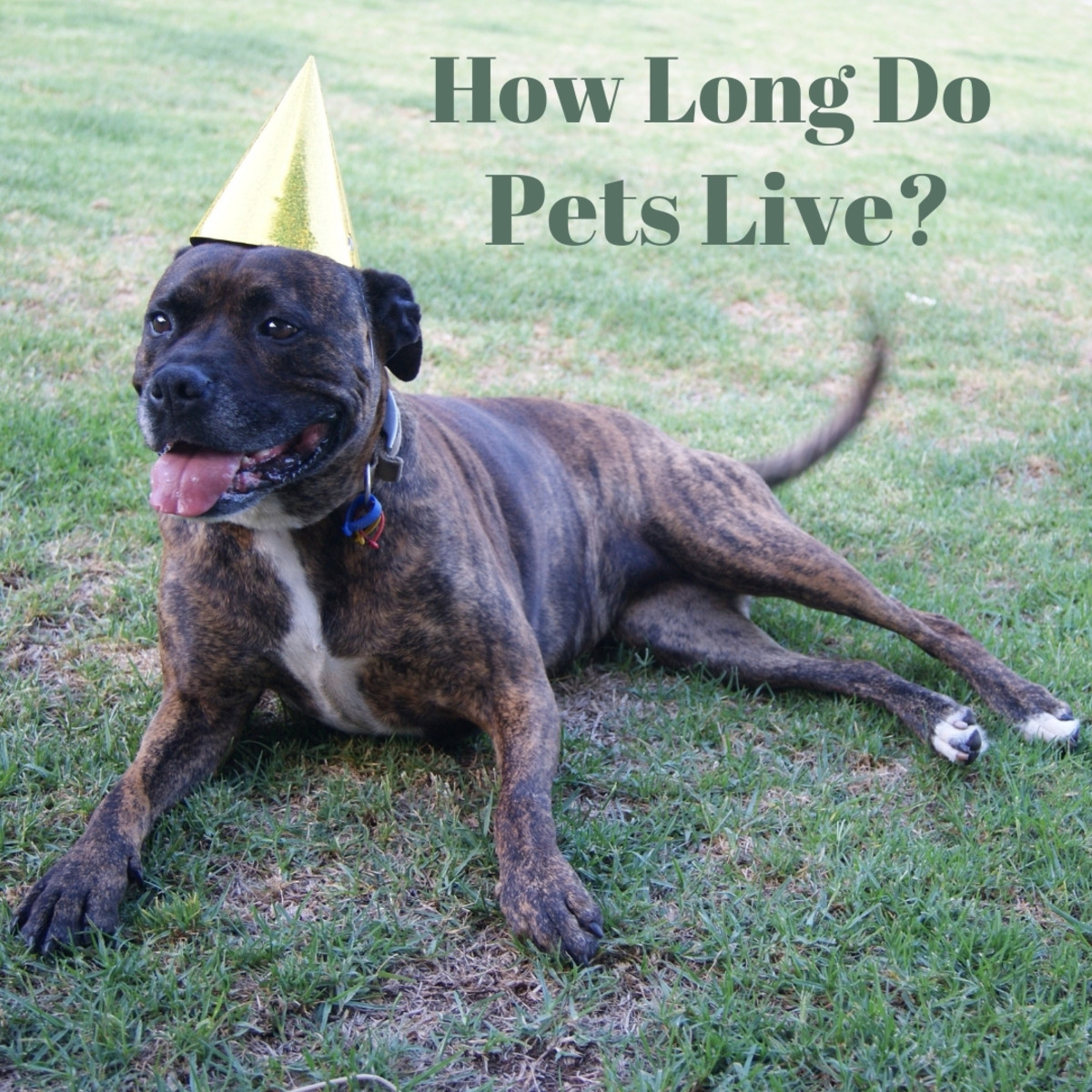 How long do dogs and cats live? What about fish?