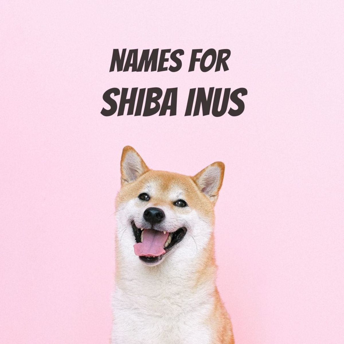 Cute Shiba Inu name ideas