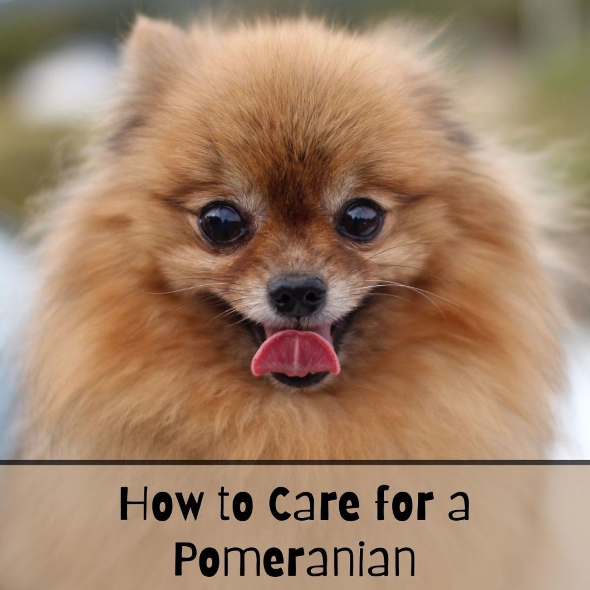 Pomeranians are awesome—do you have what it takes to care for one?
