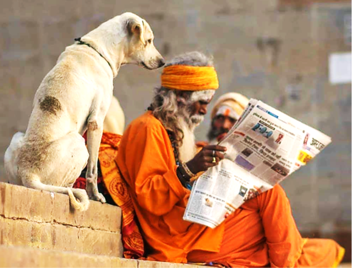 Indian Pariah Dog (Desi Kutta) 