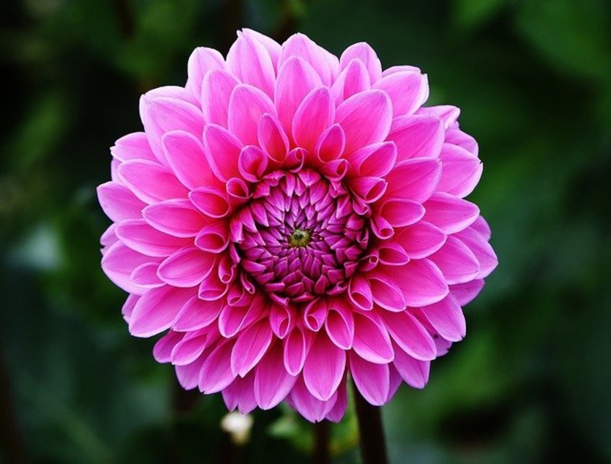 10 Most Beautiful Flowers of The World - HubPages