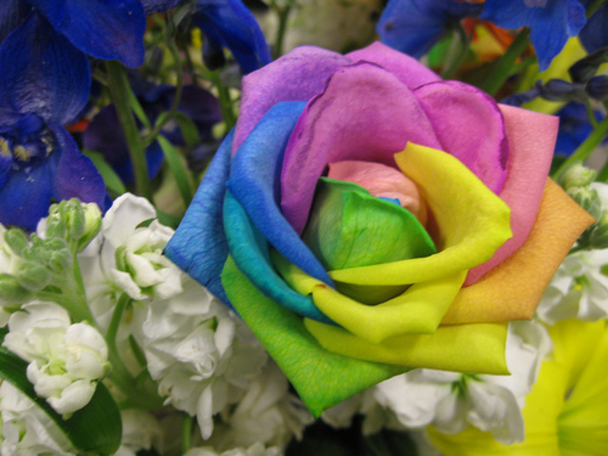 Rainbow Roses 
